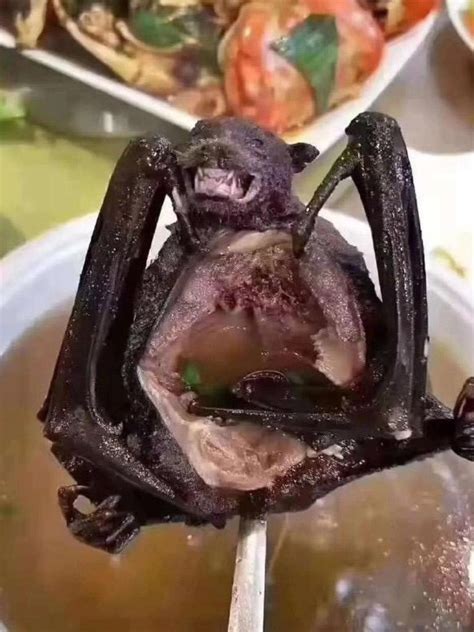 Stupid Chinese eating habits: CORONAVIRUS LIVE: Eating BAT。